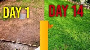 Wide selection of yucca, liriope and more. Watering New Grass Seed Day 1 7 14 4 Week Time Lapse Youtube