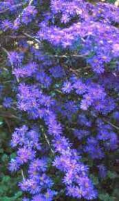 Image result for Felicia grantii