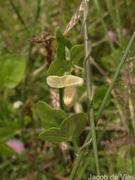 Image result for Dolichos trilobus