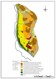Image result for Litogyne gariepina