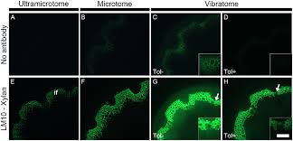 Stained plant cell under light microscope. Frontiers A Comparative Study Of Sample Preparation For Staining And Immunodetection Of Plant Cell Walls By Light Microscopy Plant Science