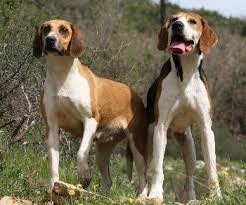 L'élevage de la laurina élève exclusivement des chiens de race anglo francais de petite venerie. Accueil Elevage Pey De Gallin Eleveur De Chiens Anglo Francais De Petite Venerie
