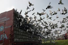 Maybe you would like to learn more about one of these? Light Darkening System Winning Pigeon Racing And Racing Pigeons Strategies Pigeon Insider