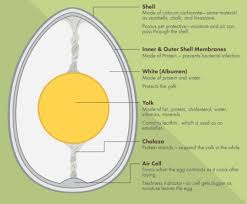 Check spelling or type a new query. 3 Label The Parts Of An Egg Brainly In