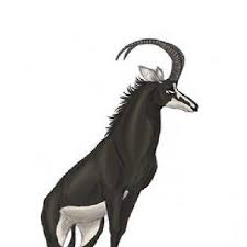 Development of the kongoni project is currently dormant. Kongoni Kongoniantelope Twitter