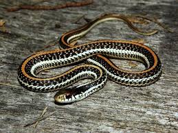 Black And White Checkered Snake Texas If A Snake Has Round Eyes It S Not Poisonous If It Has Oval Shaped Eyes It S Poisonous Be Careful And Watch Out For These Litt Small Snakes Pet Snake Snake