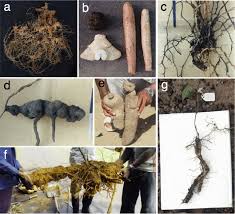 Image result for Dioscorea minutiflora