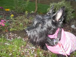 Having them does not definitely mean you have liver cancer. For The Love Of Jasmin Scottie Dog Fighting Liver Cancer Home Facebook