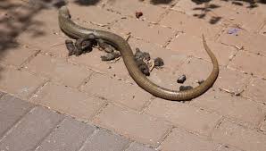 Shop for legless lizard art from the world's greatest living artists. Shutterstock