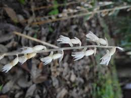 Image result for Epipogium roseum