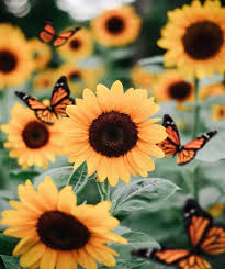 30 beautiful flowers to plant in your garden · zygopetalum orchid (zygopetalum) · english rose (rosa) · dinner plate dahlia · turkscap lily (lilium . Cute Flower Wallpaper Flower Sunflower Butterfly Yellow Plant Sunflower Petal Insect Pollinator Flowering Plant 1074036 Wallpaperkiss