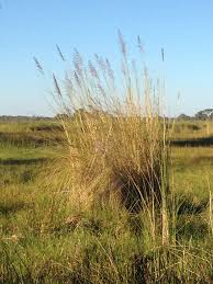 Image result for Vossia