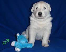 Nouvelles 2008 Berger blanc suisse Ancilias