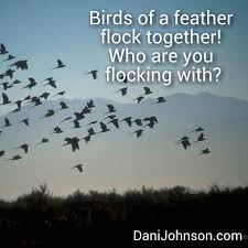 Birds Of The Same Feather Flock Together Similar Quotes Birds Of A Feather Flock Together And Their Habits Will Become Your Habits Their Excuses Will Become Your Excuses Their Li Flock Of Birds Birds Birds Flying