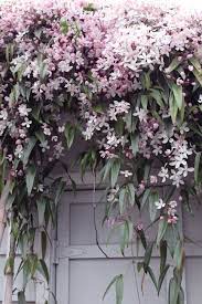 These are what make the clematis armandii apple blossom in a nursery pot so unique. Clematis Armandii Apple Blossom Immergruner Garten Garten Garten Anpflanzen