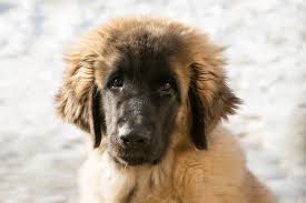 Here are some of the characteristics of the leonberger breed as determined by the leonberger club of america's published breed standard. Leonberger Mix Cheap Buy Online
