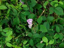 Image result for Centrosema