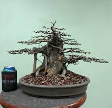 When properly cared for, ficus trees shouldn't have any problems. 20 Inspiration Repotting Ficus Bonsai Tree Pink Wool