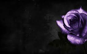 Black And Purple Roses Simple Cool Purple Rose Hd Image Http Wallpapers Ae Simple Cool Purple Rose Hd Image Html Purple Roses Wallpaper Purple Roses Rose Flower Pictures