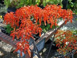 Best Low Maintenance Plants Trees And Shrubs For Phoenix Area Small Landscape Trees Sustainable Landscaping Plants