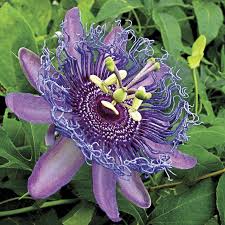 Image result for Passiflora