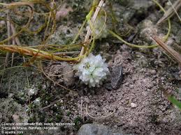 Image result for Cuscuta approximata