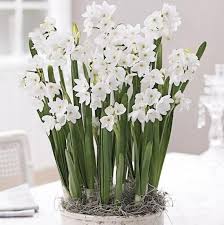 Ziva Paperwhites Bulbs Indoor Narcissus Narcissus Tazetta Etsy Bulb Flowers Indoor Flowers Garden Gifts