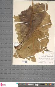 Image result for Tricliceras lanceolatum