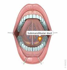 Image result for Submandibular Exam