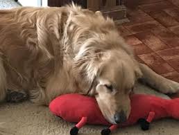Golden retriever rescue of the rockies works very hard to find the right match for each golden who comes into our care. Golden Retriever For Adoption Near Denver Co Adopt Trigger Today