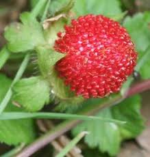 It hails originally from india. 900 Plant Fruit Mediterranean Ideas Fruit Fruit Photography Berries
