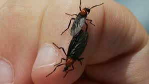 Are Love Bugs The Result Of An Experiment Gone Wrong Love Bugs Insects Florida Girl