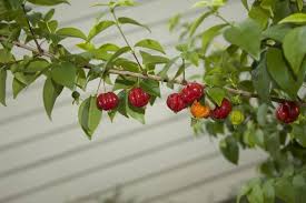 Surinam cherry trees will spread out quite a lot and pruning is sometimes needed. Surinam Cherry Is Edible Barely But The Plant Is Invasive Miami Herald