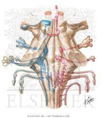Brainstem nuclei serve a similar purpose, as they are the central networks through which nerve cells and nerves originate and perform their the brainstem is the most primitive portion of the brain. Cranial Nerve Nuclei In Brainstem Schema