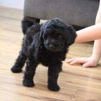 Check spelling or type a new query. Mini Labradoodle Dogs Mini Doodle Dogs Mini Labradoodle Black Mini Labrado Cutie Putooty B Labradoodle Puppy Labradoodle Mini Black Labradoodle