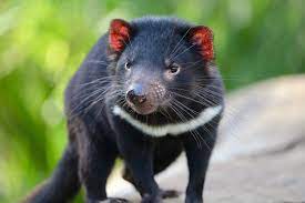 Their powerful jaws, sharp claws, and intense screeches give them a fierce reputation that led to their name. Xodnw2dqqb4hrm