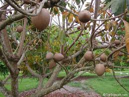 Image result for Pouteria