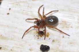Find out here why their storybook relationship came to an end several years later in. Spiders Of Sweden Inaturalist