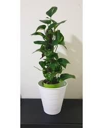 We did not find results for: Buy Epipremnum Moss Stick Potted Lucky Plant For Sale At Best Price In Qatar Daffodils
