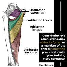 As you can see from the diagram to the right, there are many muscles and . Tim Difrancesco On Twitter The Adductor Groin Muscles Often Get Overshadowed By The Glutes And Hamstrings However Not Only Do The Adductors Draw The Leg Toward The Midline They Also Assist In Hip