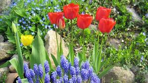 Übrigens blühen hier ebenso wie im keukenhof nicht nur tulpen, sondern auch hyazinthen und. Der Richtige Umgang Mit Verbluhten Zwiebelblumen Ndr De Ratgeber Garten