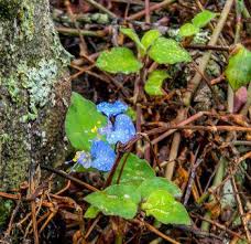 Image result for Commelina latifolia