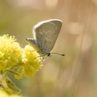 Image result for Satyrium flavum