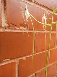 Image result for Habenaria rhopalostigma