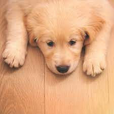 We did not find results for: 6 Signs Your Dog Is Stressed Or Sad And What To Do About It Eatingwell