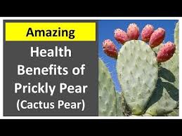 For example, it is said that the cactus species, known as prickly pears, prickly figs or indian figs, is very useful. Health Advantages Of Nopal Exotic Cactus Fitness Tips 2021