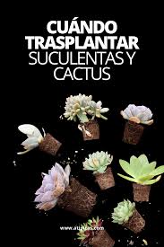 Descubre el nombre de las 12 suculentas preferidas de 'naturaleza tropical'. Cuando Y Como Trasplantar Suculentas Y Cactus Atipicas Suculentas