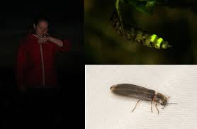 Sankthansorm ( lampyris noctiluca) 10 imago. Morten Dd Twitterissa Sankthans Med Sankthansorm Som I Virkeligheden Er En Bille Den Vingelose Hun Lyser Gront For Lokke Vingede Hanner Til Dknatur Dkgreen Https T Co Tywzwnnpcr