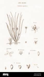 Image result for Subularia