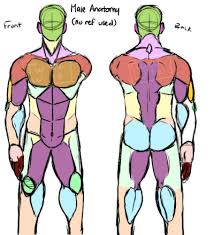 #tutorials #art tutorial #drawing tutorial #drawing reference #anatomy reference #my tutorials #i guess??? Male Muscle Anatomy Drawing Novocom Top